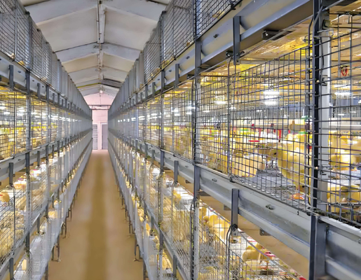 Prefabricated Steel Structure Building Chicken Shed Poultry Farm For Chicken Farms