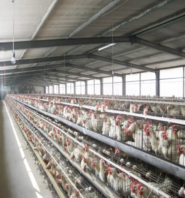 Modern Light Poultry Farm Shed Chicken Coop Design Steel Construction Farm House